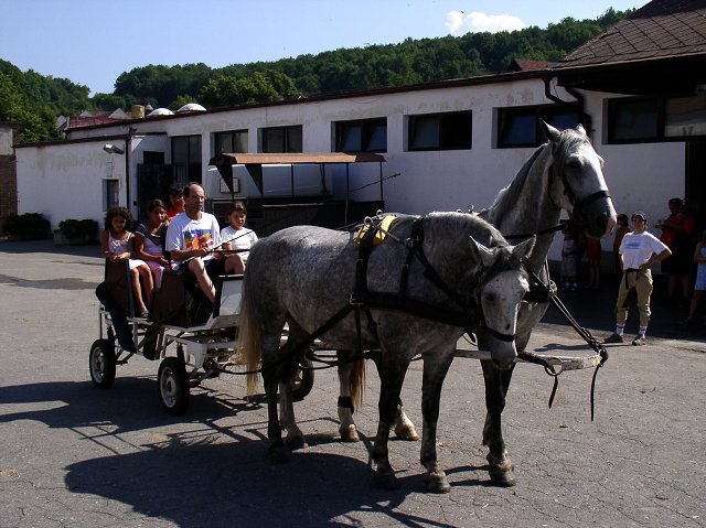 Jízdy na koních